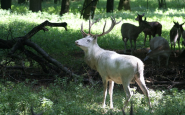 Obora Žehušice